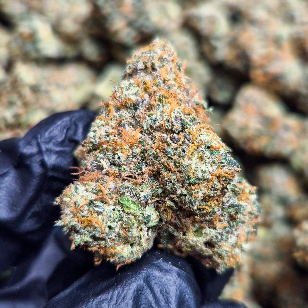 Orange Runtz Exotic Indoor THCA Flower Sativa - CaliGreenGold