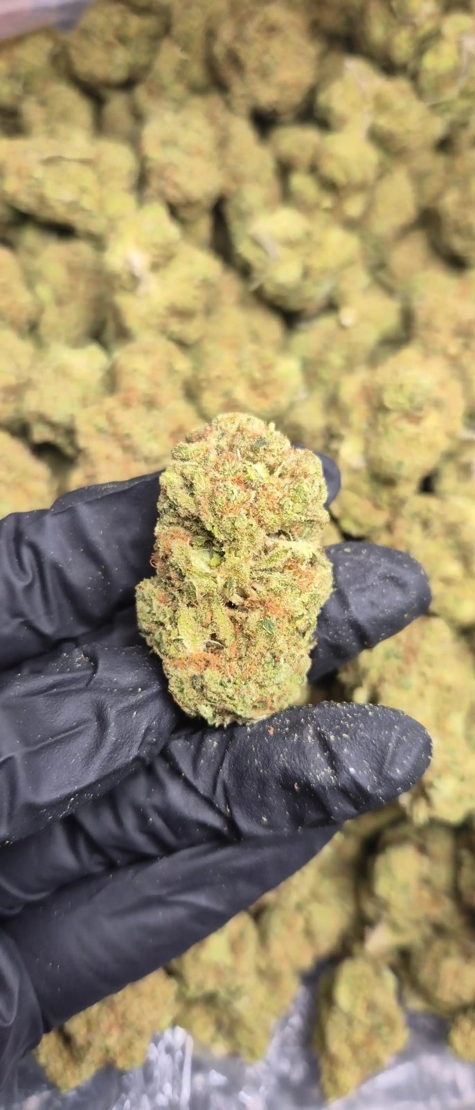 Papaya High THCA Flower Indica - CaliGreenGold