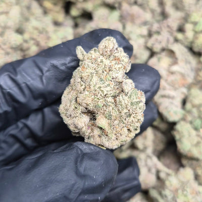Pheno Hunt THCA Flower – Indoor Top Shelf Hybrid | CaliGreenGold - CaliGreenGold