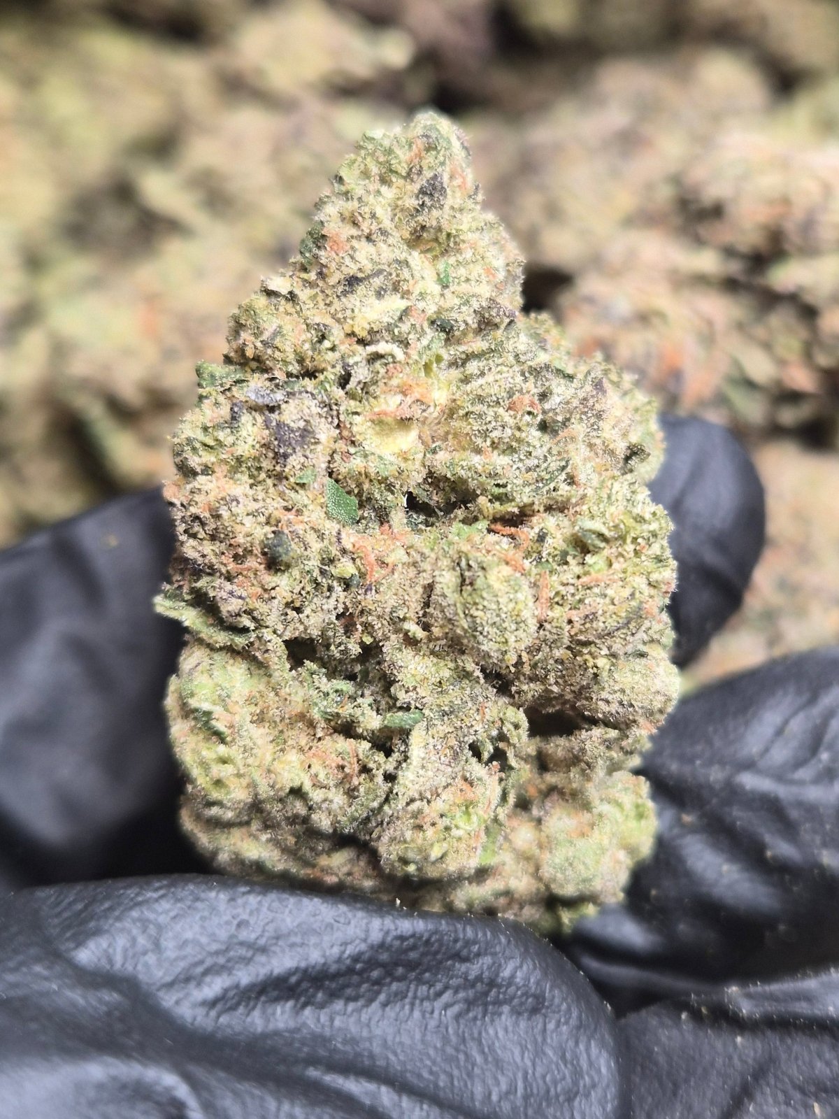 Pink Lady THCA Flower – Indoor Exotic Sativa | CaliGreenGold - CaliGreenGold