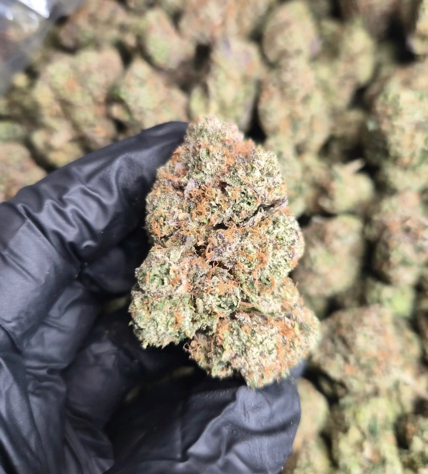 Pink Runtz High THCA Flower Hybrid - CaliGreenGold