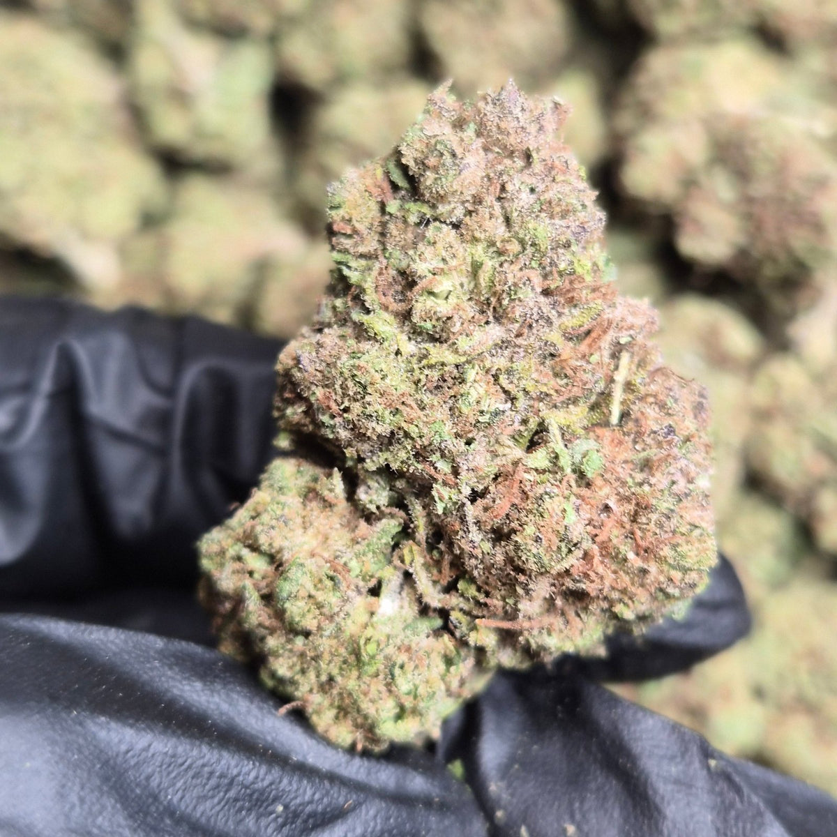 Pluto THCA Flower – Indoor Top Shelf Indica | CaliGreenGold - CaliGreenGold