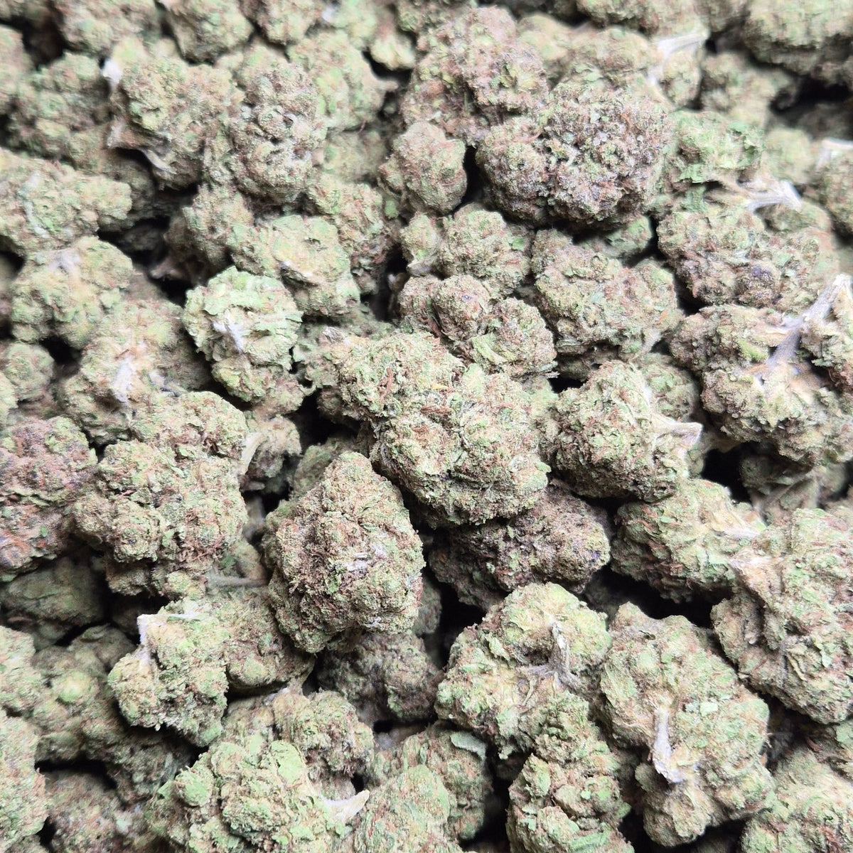 Pluto THCA Flower – Indoor Top Shelf Indica | CaliGreenGold - CaliGreenGold
