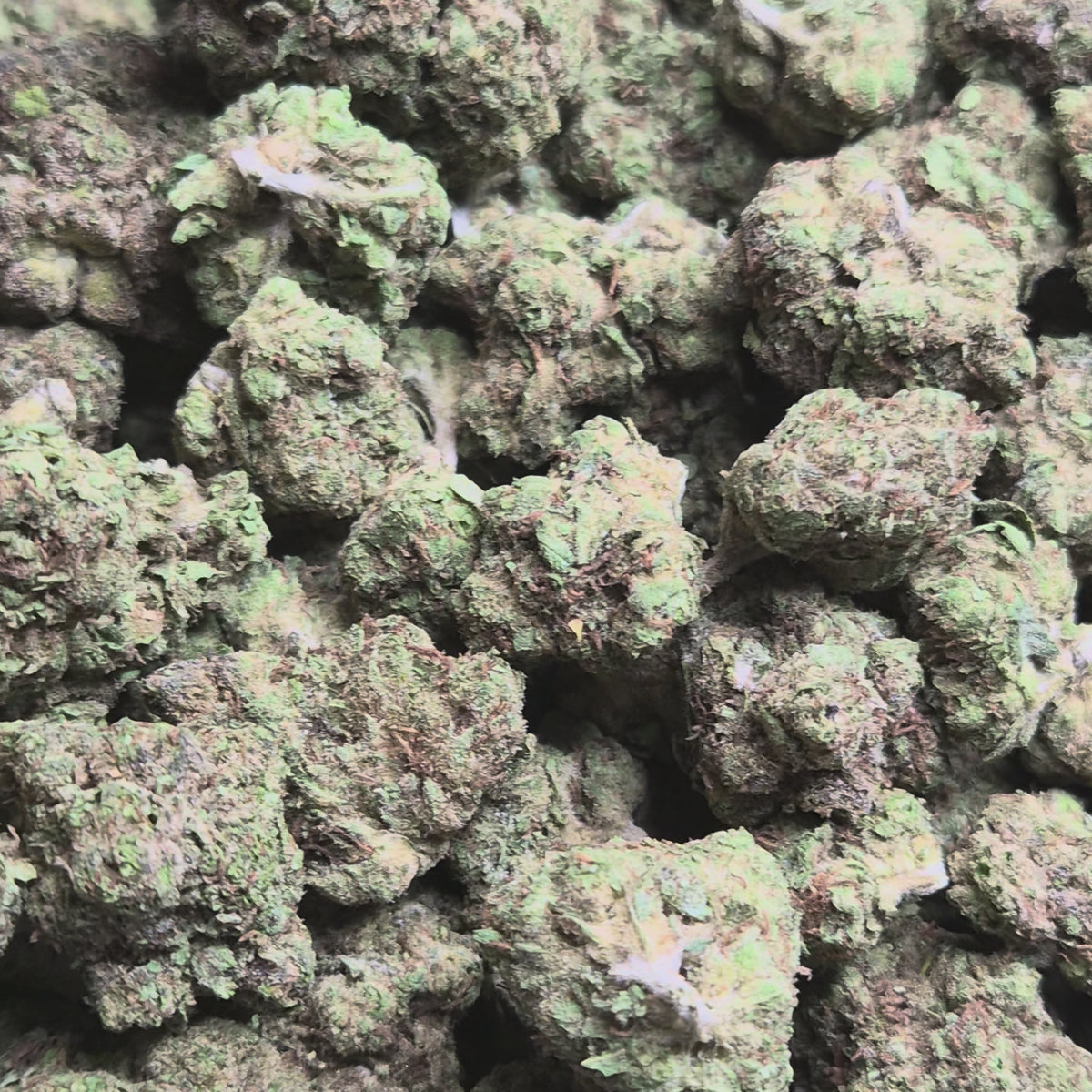 Pluto THCA Flower – Indoor Top Shelf Indica | CaliGreenGold
