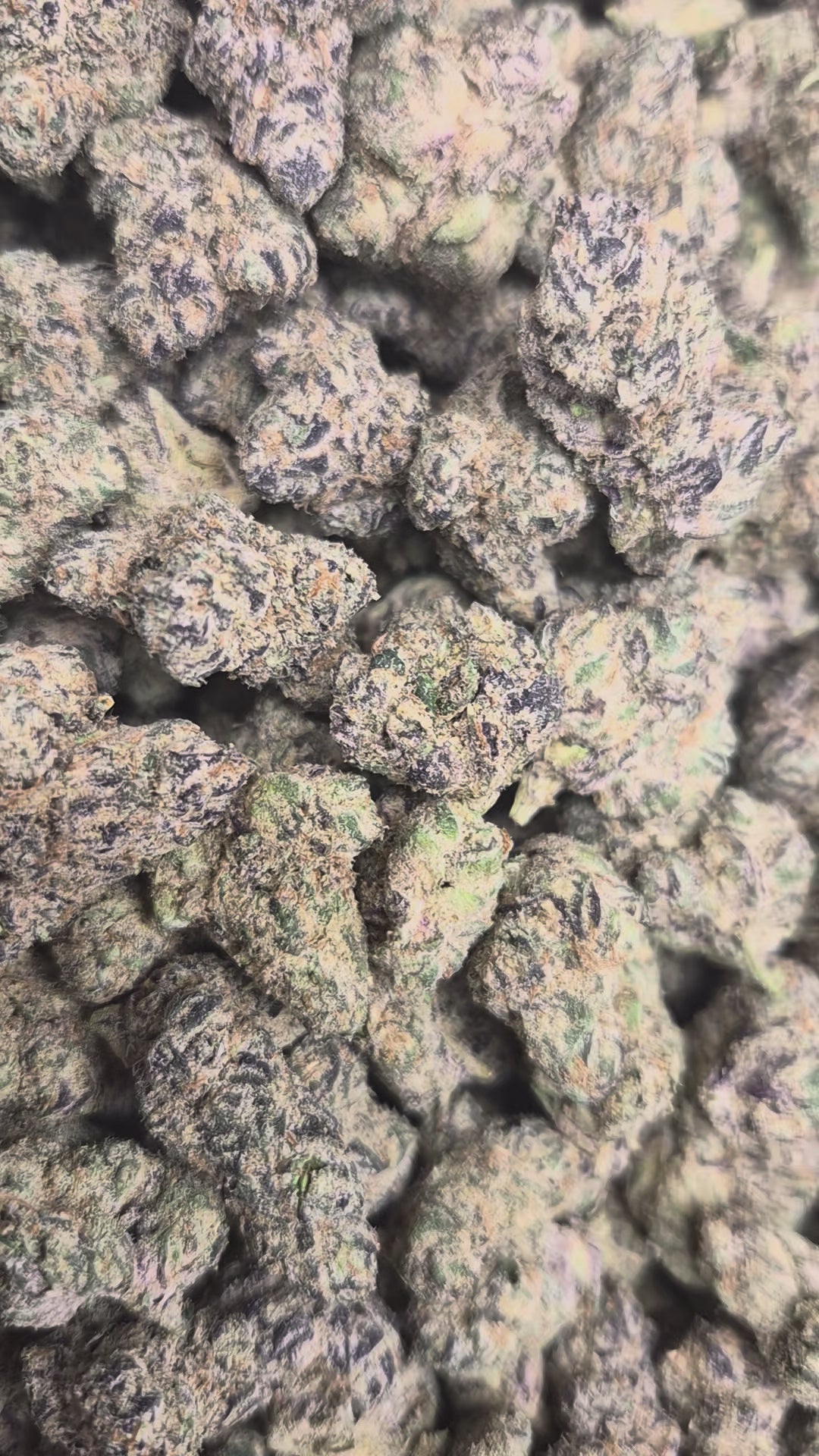 Blue Zkittlez Exotic Indoor THCA Flower Indica