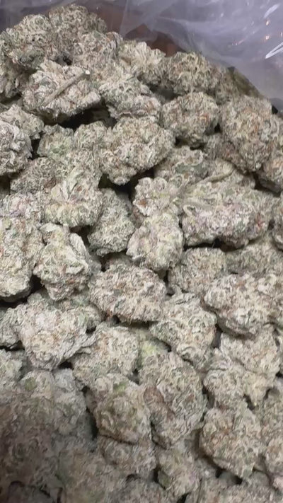 Bulk Runtz Exotic Indoor Flower Hybrid