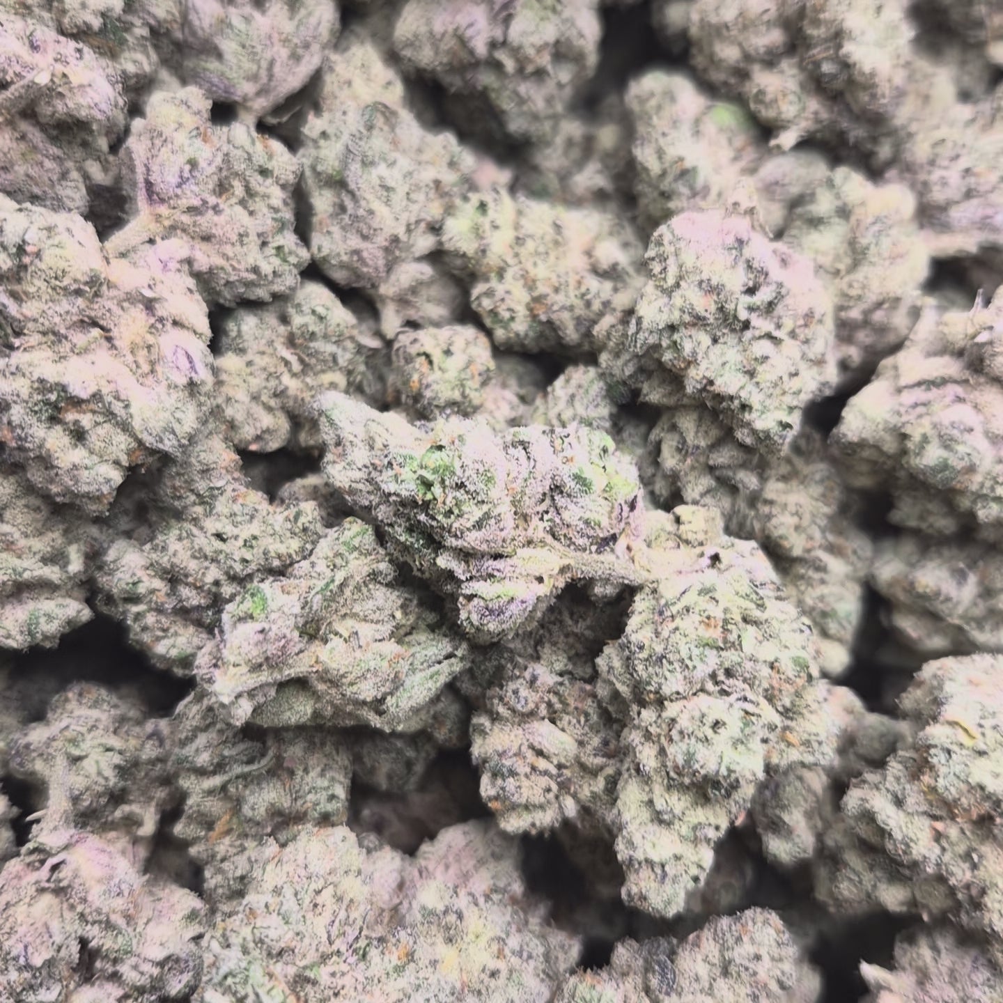 French Laundry THCA Flower – Indoor Exotic Hybrid | CaliGreenGold