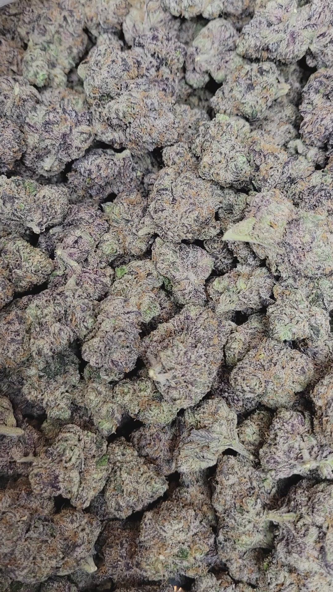 Black Runtz Exotic Indoor THCA Flower Indica