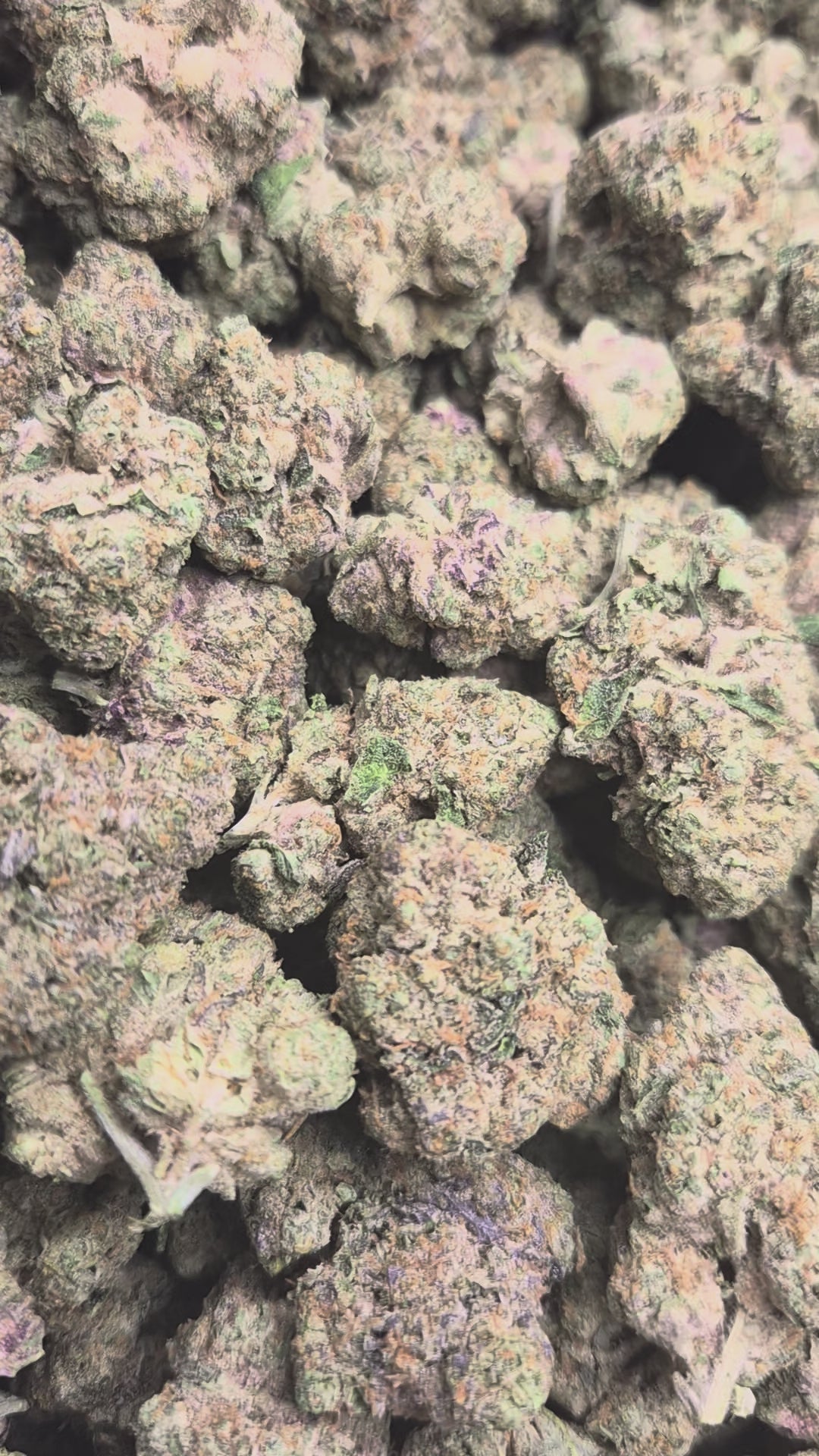 Waffle Cone Exotic Indoor THCA Flower Hybrid
