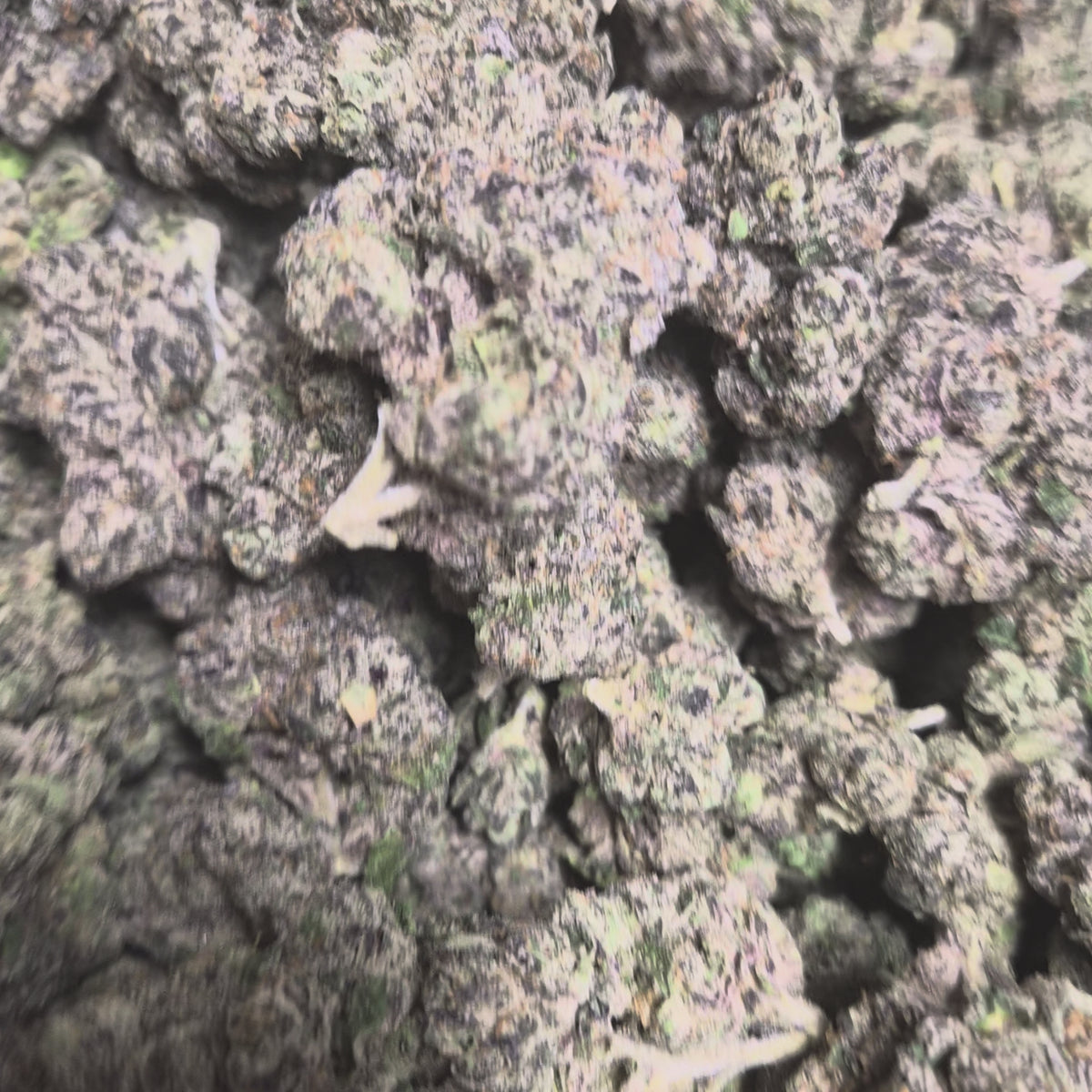 Crown OG THCA Flower – Indica · Indoor Exotic | CaliGreenGold