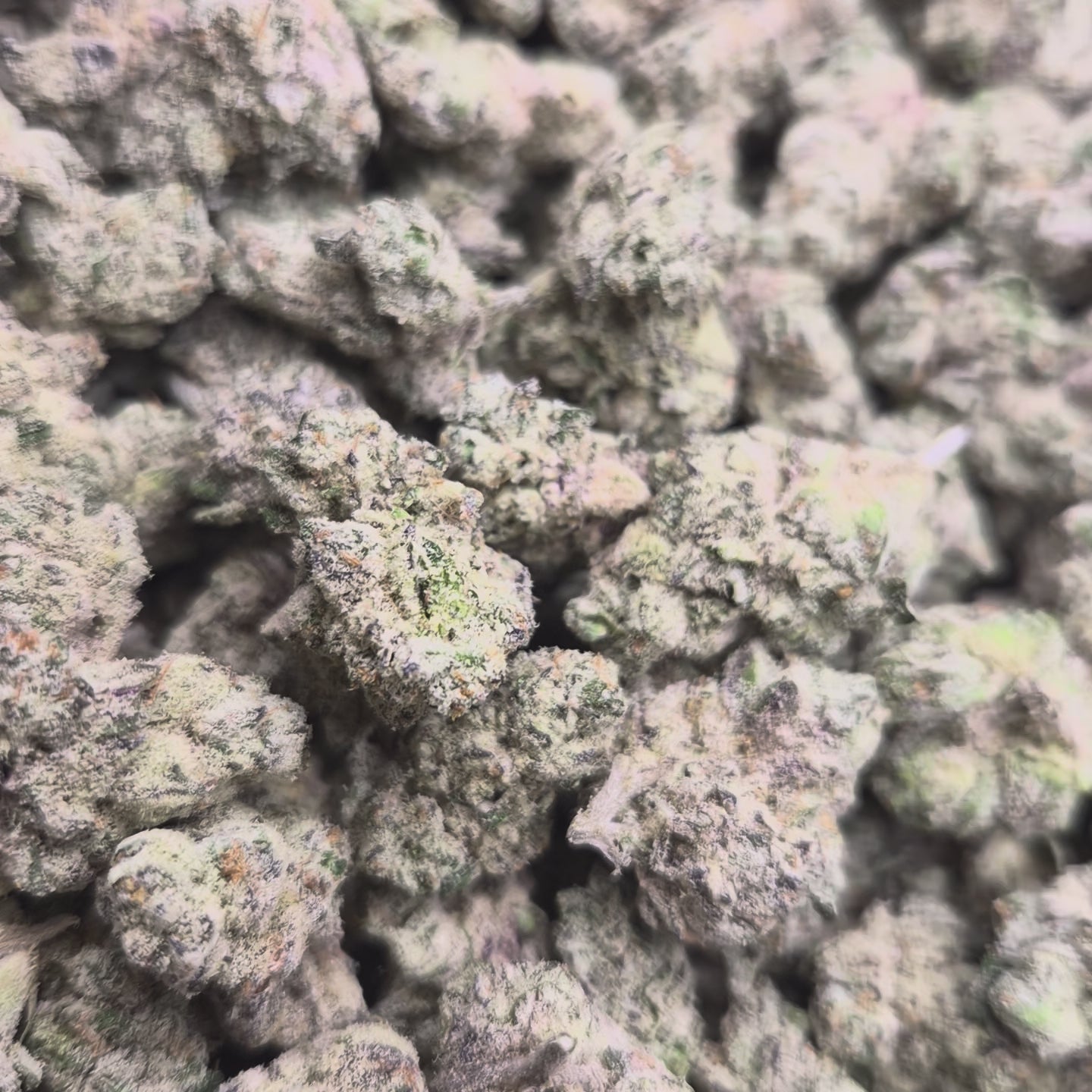 Black Ice Exotic Indoor THCA Flower Indica