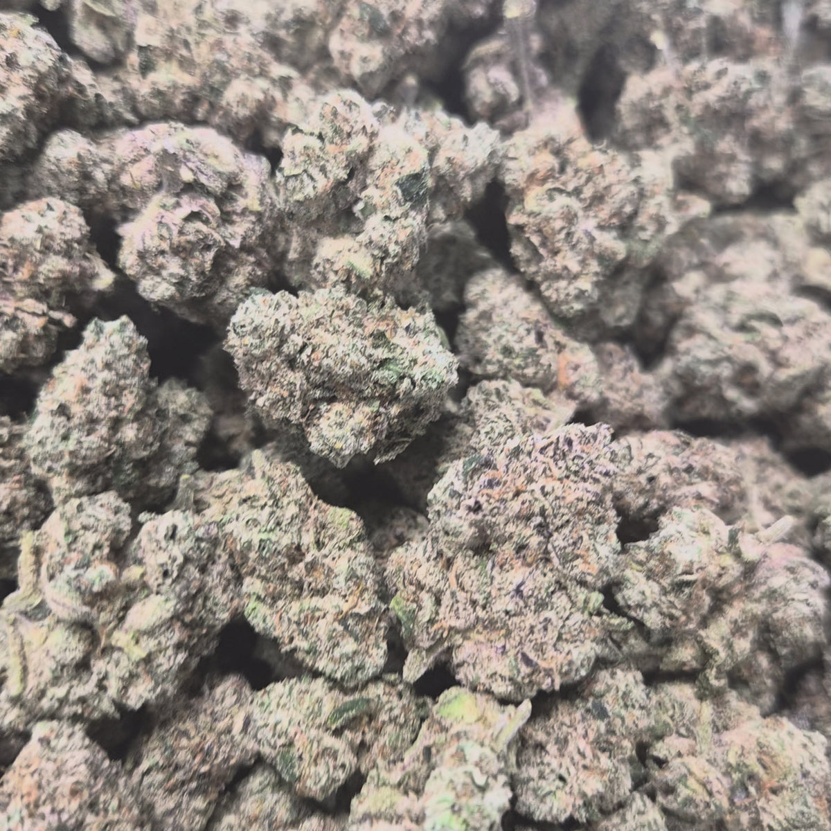 Presidential Runtz THCA Flower – Indica · Indoor Exotic | CaliGreenGold