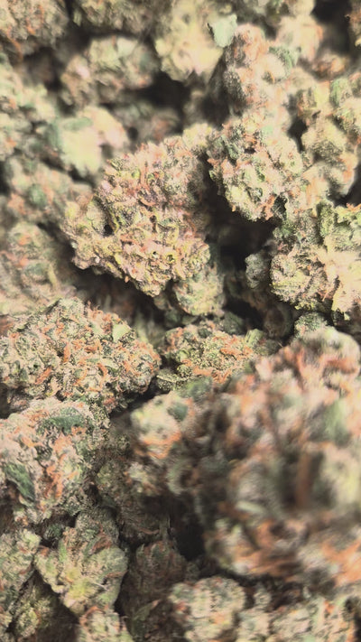 Jack Herer Exotic Indoor THCA Flower Sativa