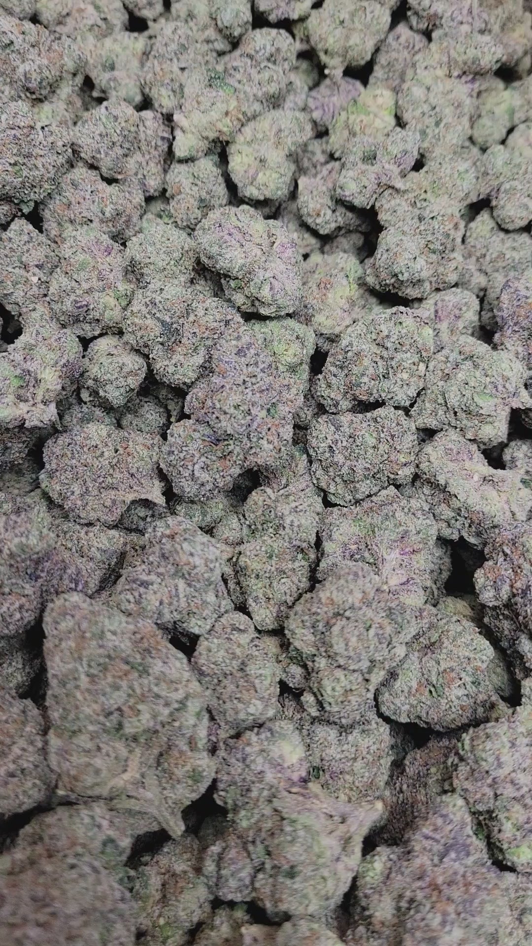 Bubble Burst Exotic Indoor THCA Flower Indica