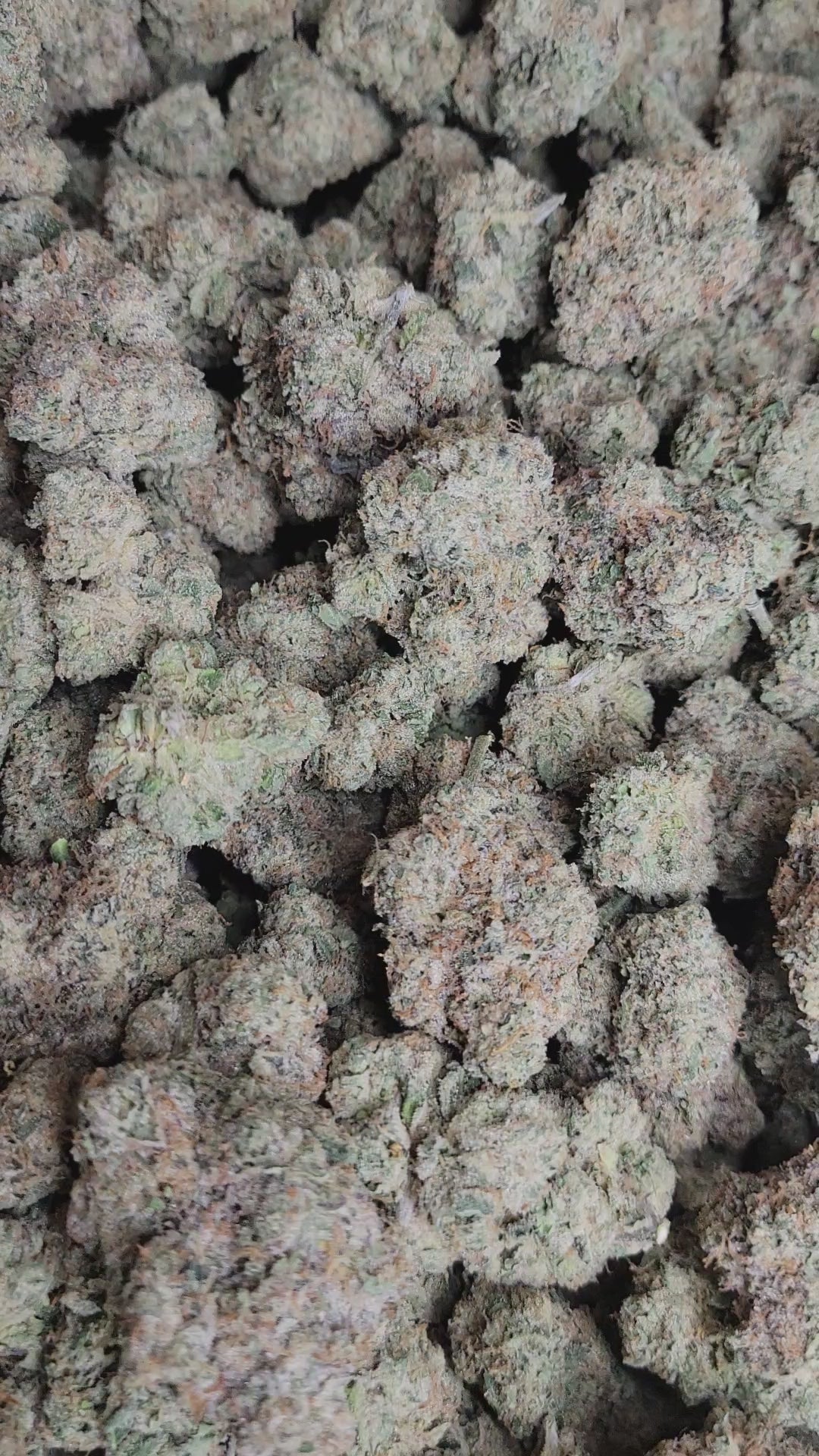 Lemoncello Runtz Exotic Indoor THCA Flower Hybrid