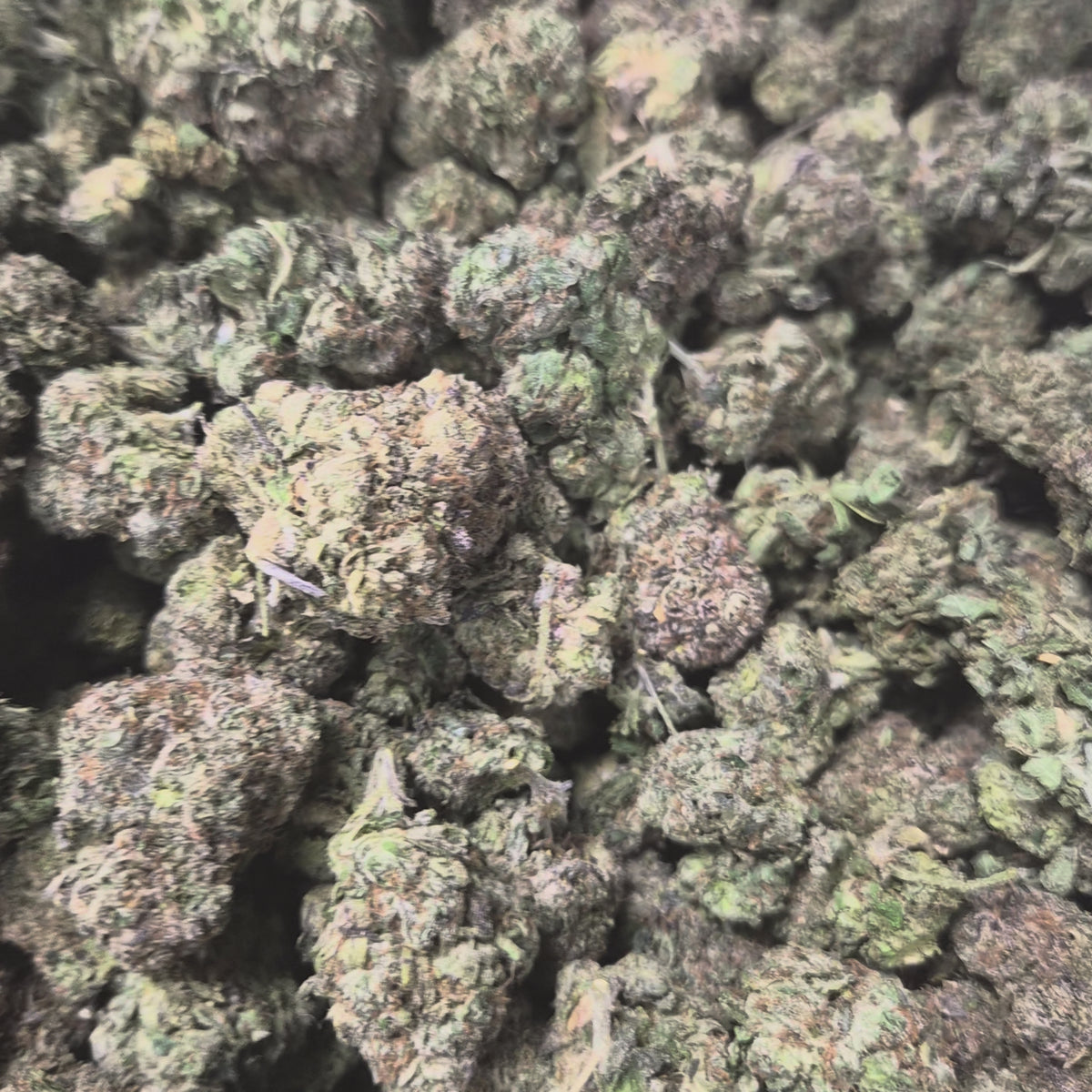 Candy Gas THCA Flower – Hybrid · Indoor Top Shelf