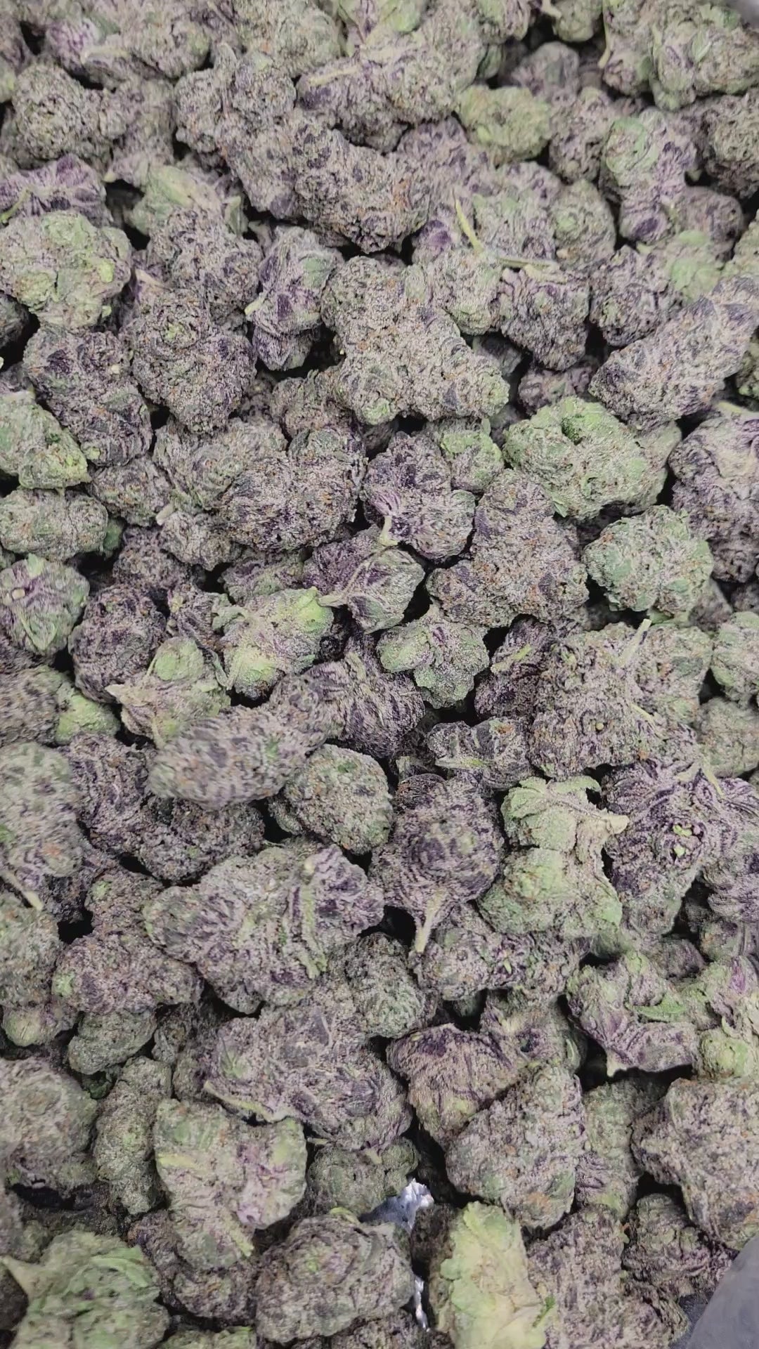 Candy Gelato Exotic Indoor THCA Flower Hybrid