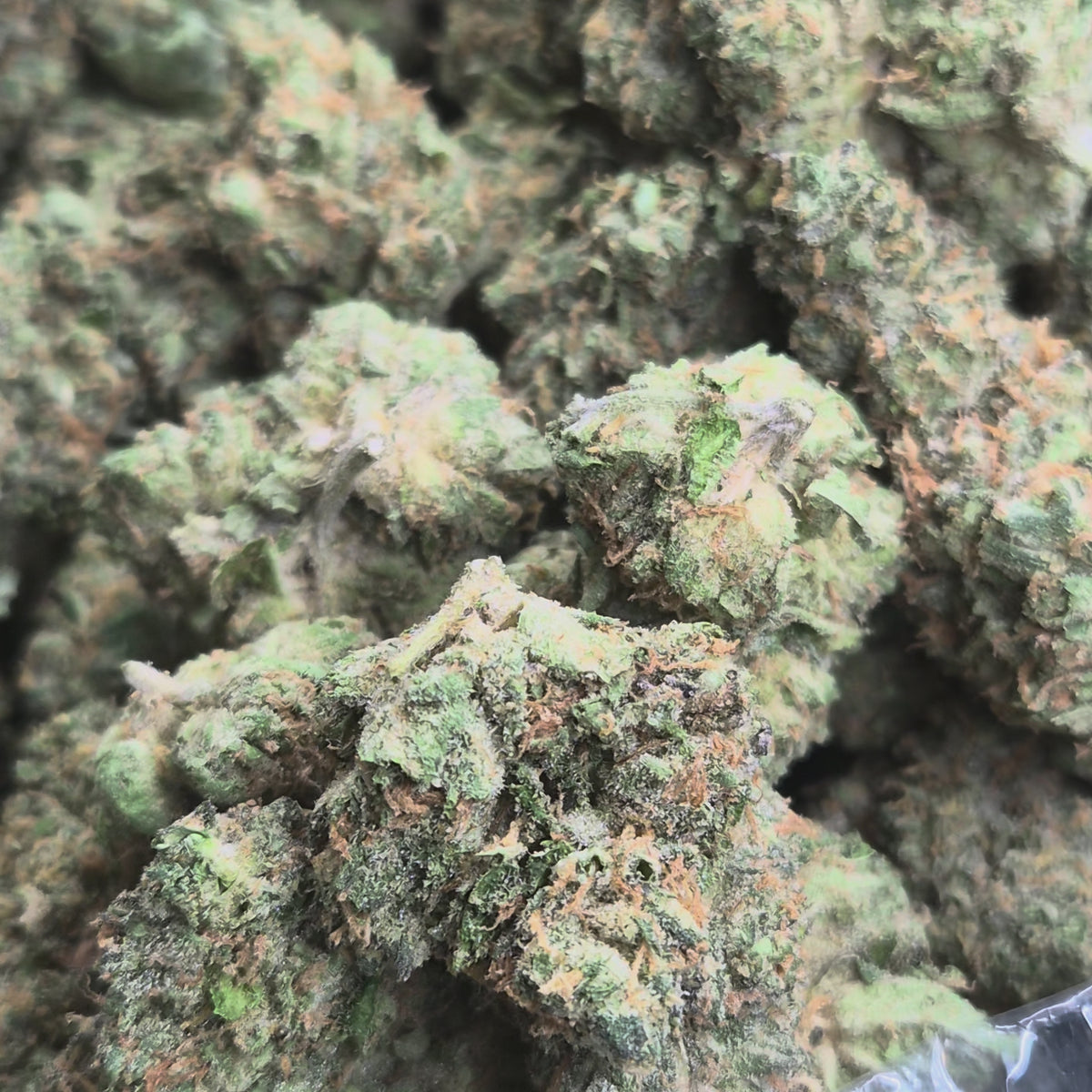 Durban Cookies THCA Flower – Sativa · Indoor Exotic