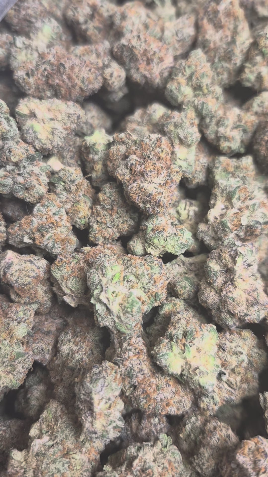 Gas Leak Exotic Indoor THCA Flower Indica