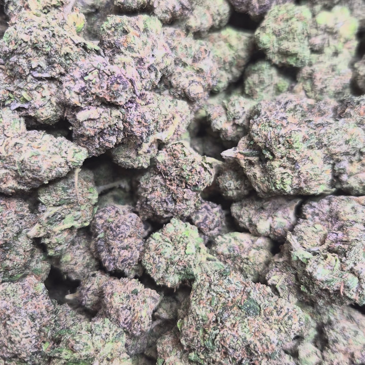 Lip Smackerz THCA Flower – Indoor Exotic Indica | CaliGreenGold
