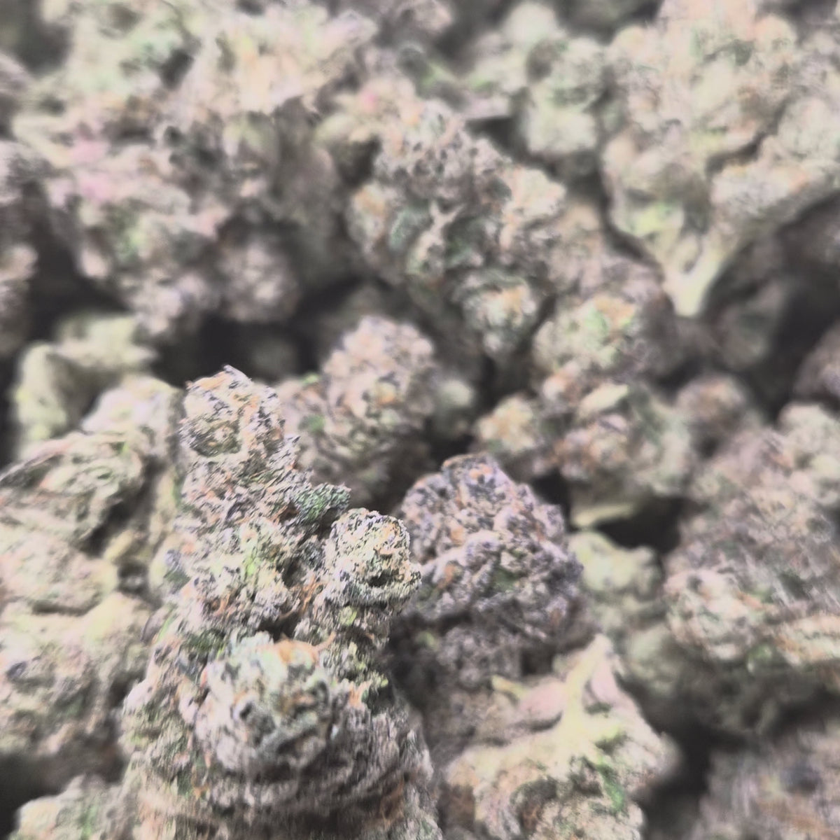 LA Pop Rocks THCA Flower – Indica · Indoor Exotic | CaliGreenGold