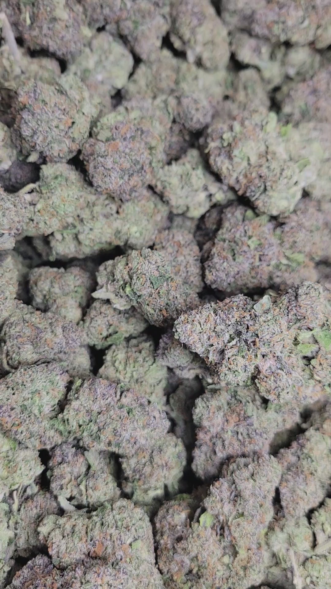 Astro Candy Exotic Indoor THCA Flower Hybrid