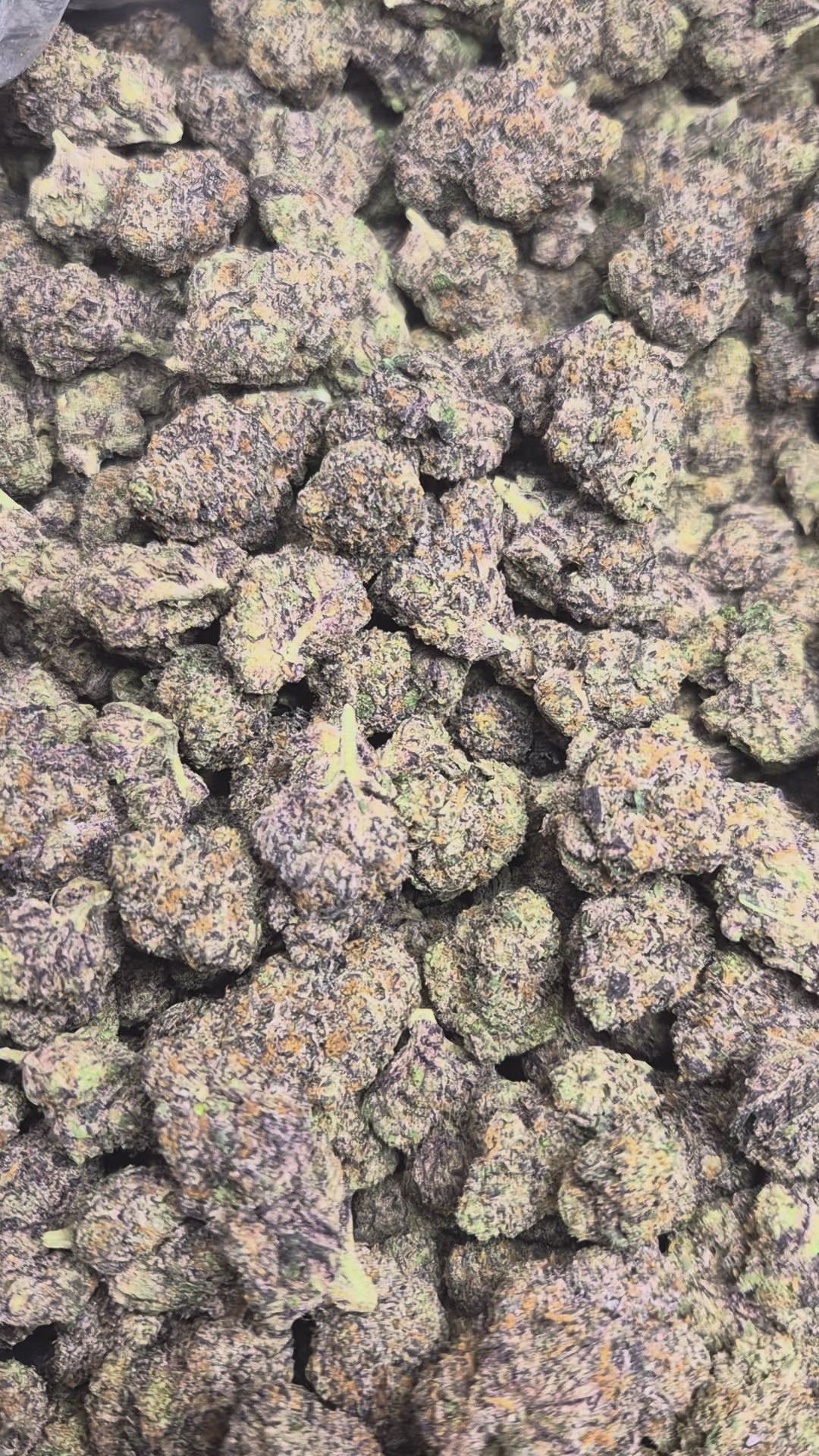 Rainbow Sherbert 11 Exotic Indoor THCA Flower Indica