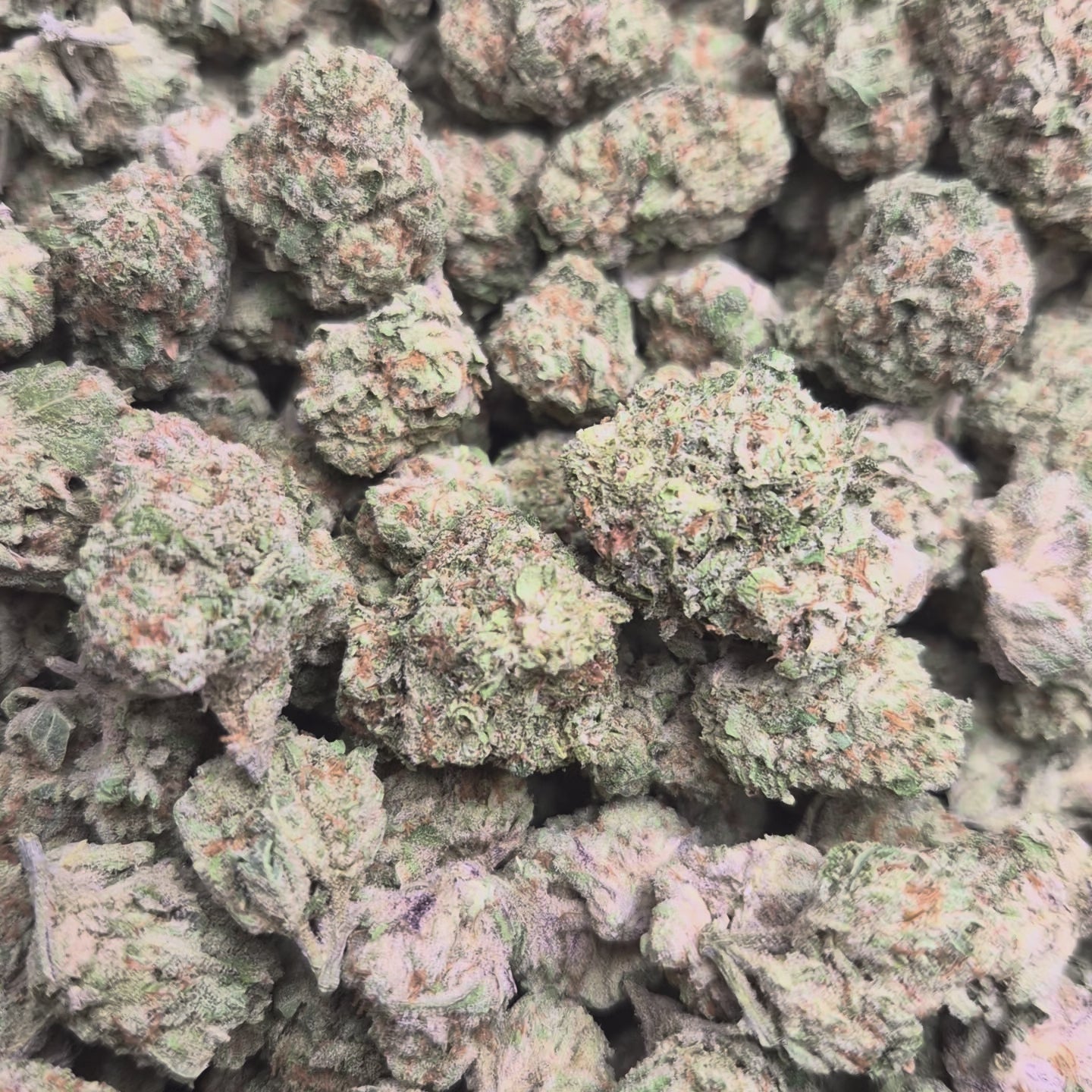 Papaya High THCA Flower Indica