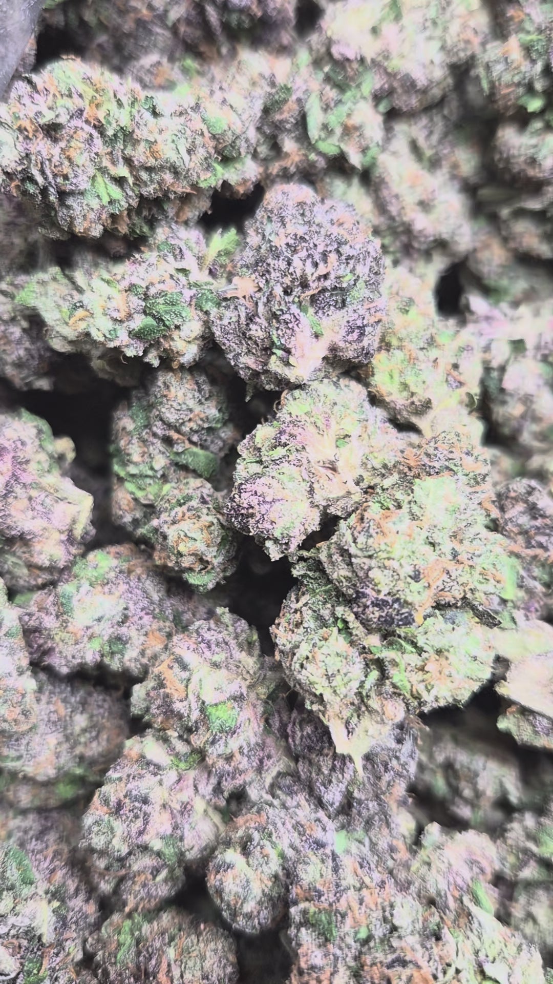 Candy Cartel THCA Flower – Indoor Hybrid Exotic | CaliGreenGold