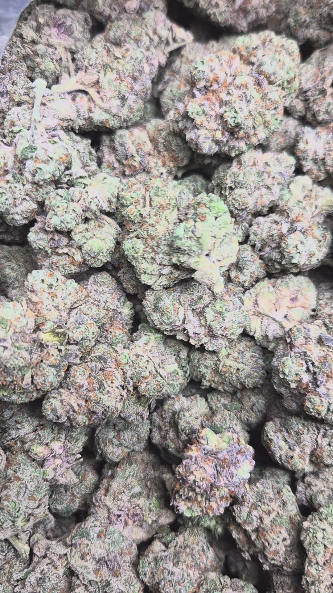 Cereal Milk Exotic Indoor THCA Flower Hybrid