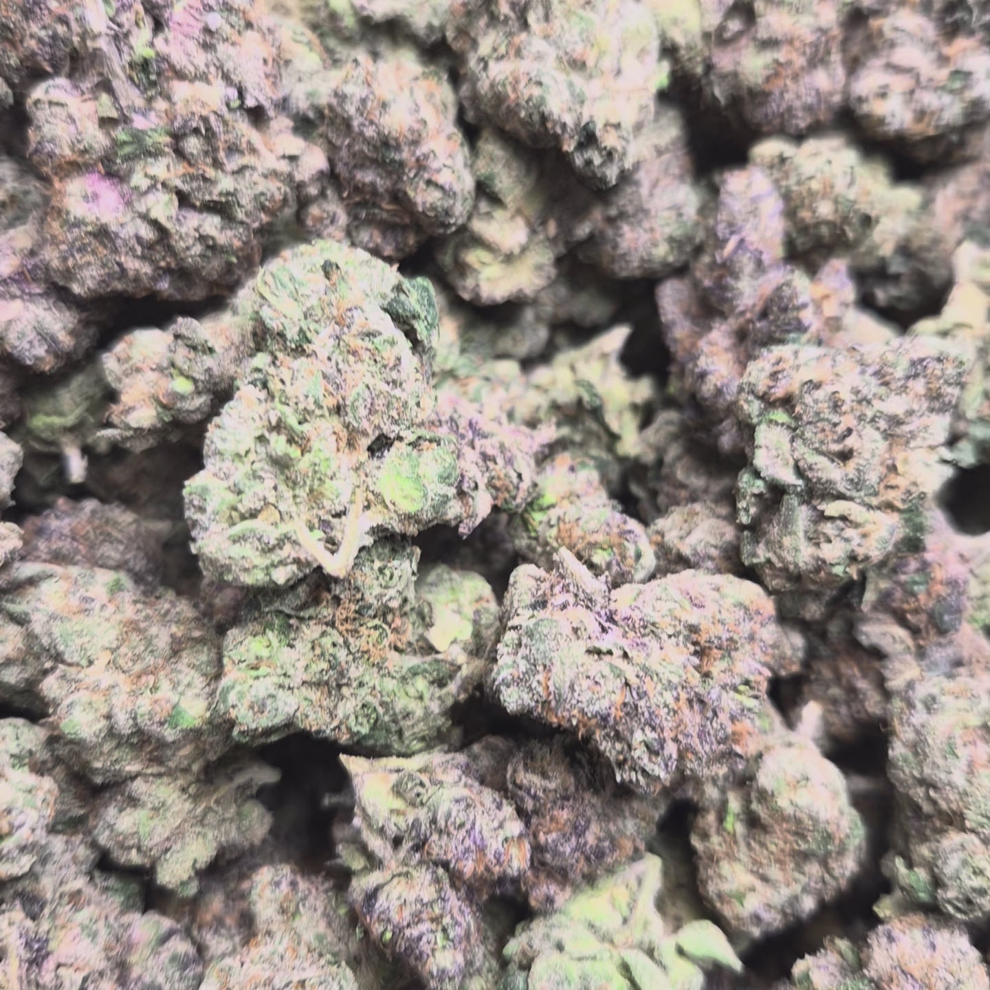 Bubblegum Runtz Exotic Indoor THCA Flower Hybrid