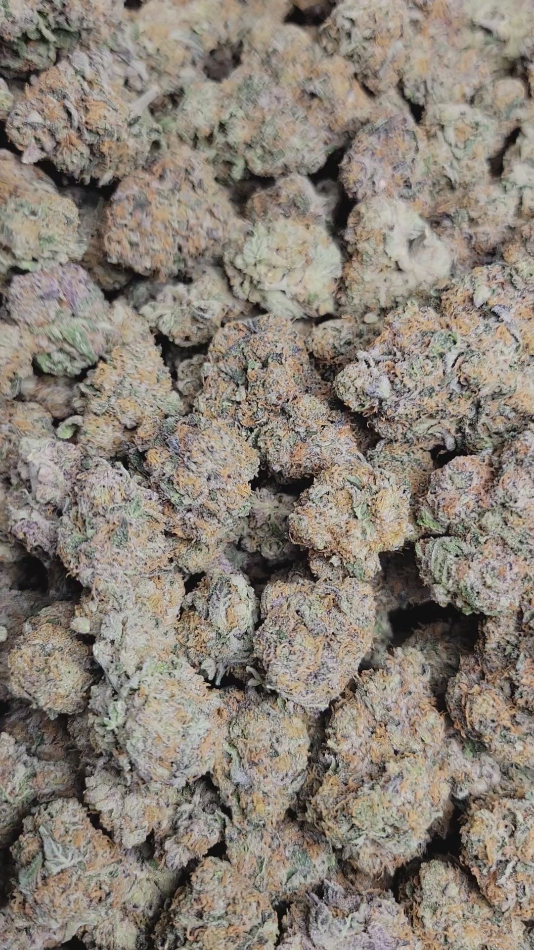 Blue Lobster Exotic Indoor THCA Flower Indica