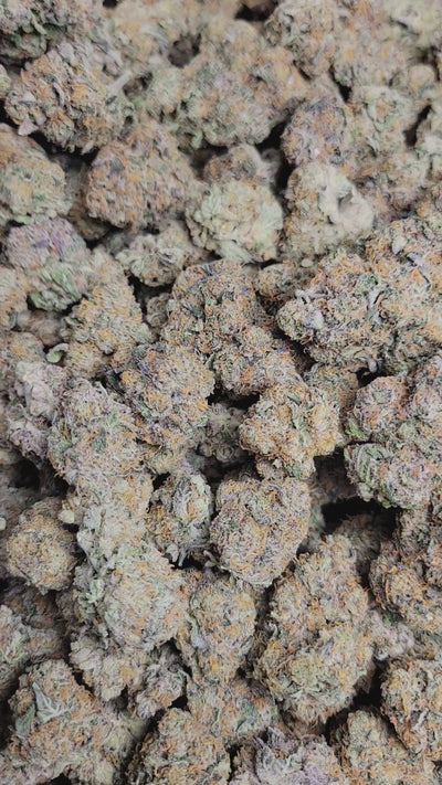 Blue Lobster Exotic Indoor THCA Flower Indica