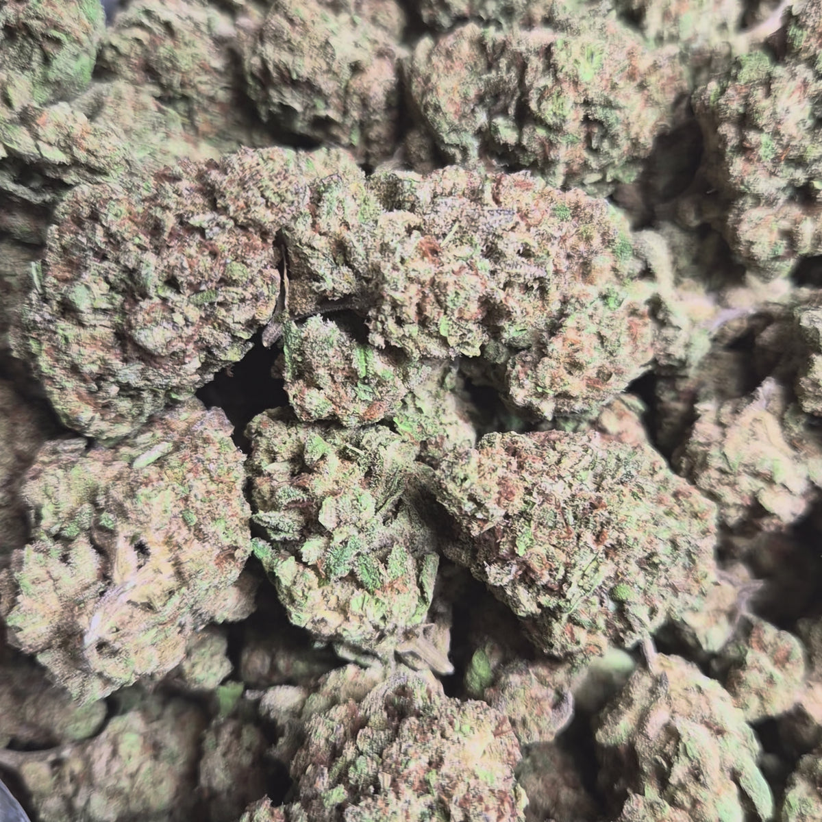 Glitter Bomb THCA Flower – Indoor Top Shelf Indica | CaliGreenGold