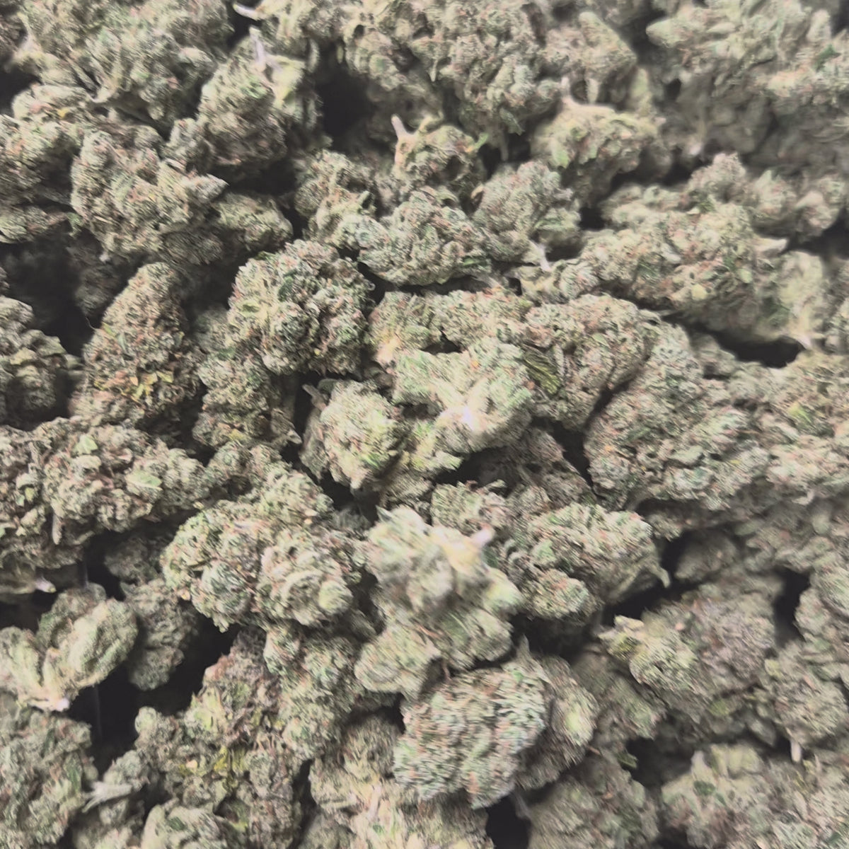 I-95 THCA Flower – Hybrid · Indoor Top Shelf | CaliGreenGold