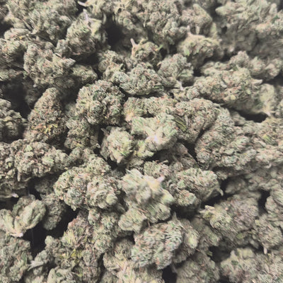I-95 THCA Flower – Hybrid · Indoor Top Shelf | CaliGreenGold