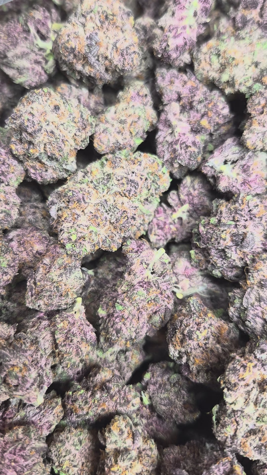 Bulk Tropicana Cherry High THCA Flower Sativa