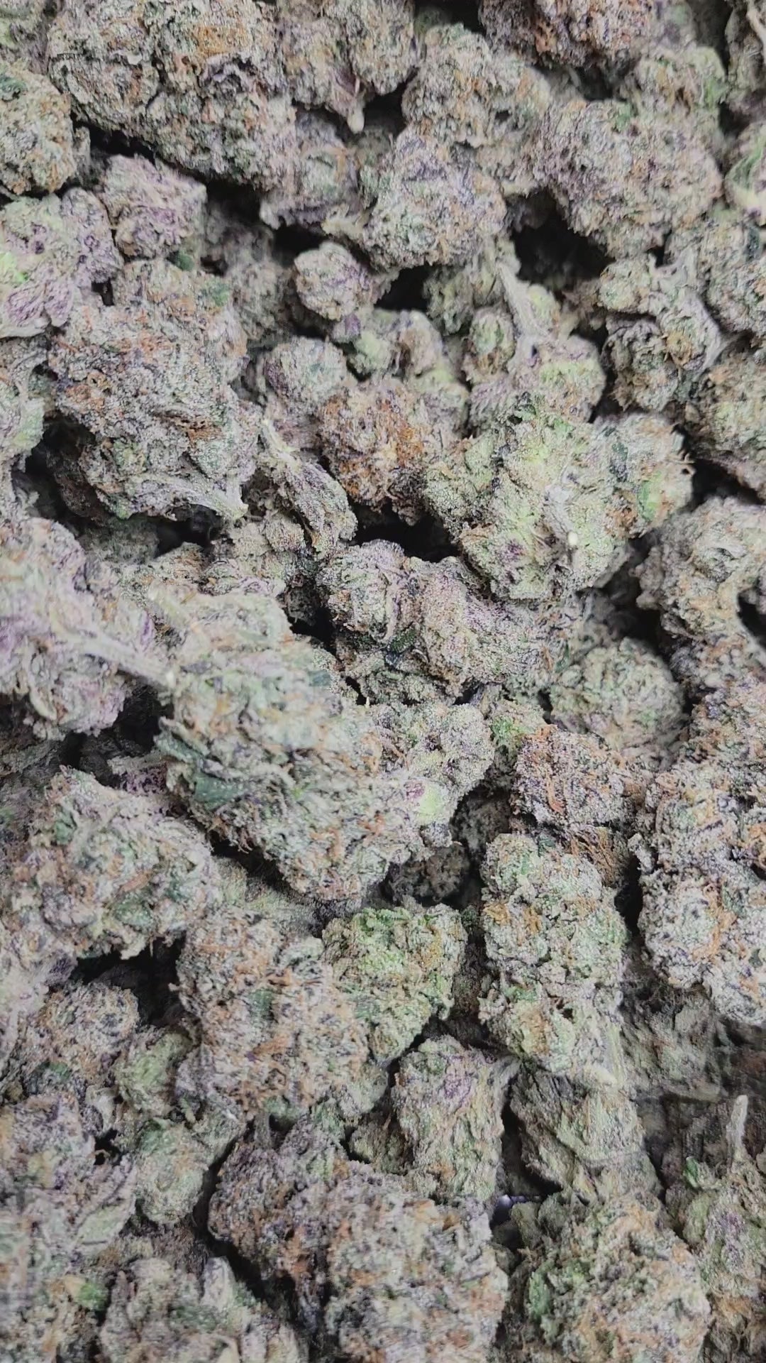 Black Cherry Gelato Exotic Indoor THCA Flower Indica