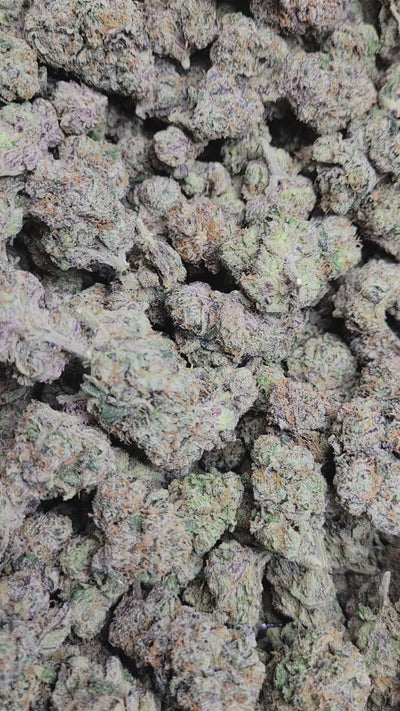 Black Cherry Gelato Exotic Indoor THCA Flower Indica