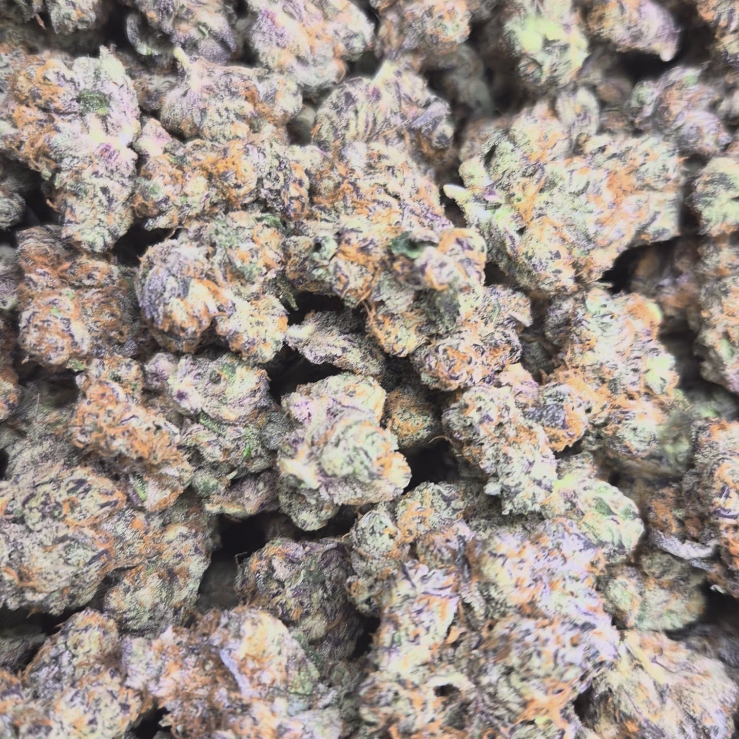 Blueberry Pie Exotic Indoor THCA Flower Hybrid