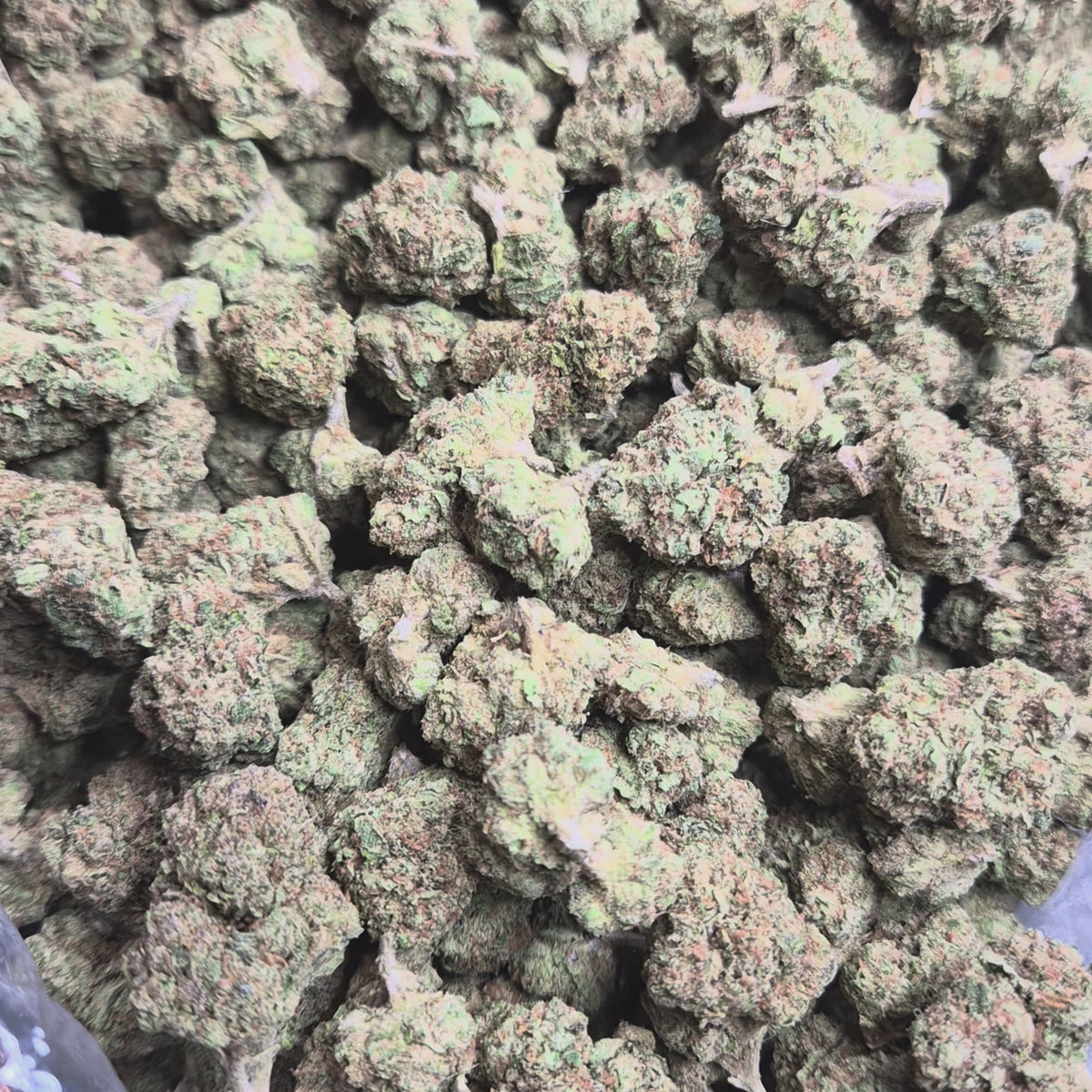 Gelato #33 THCA Flower – Indoor Top Shelf Hybrid | CaliGreenGold