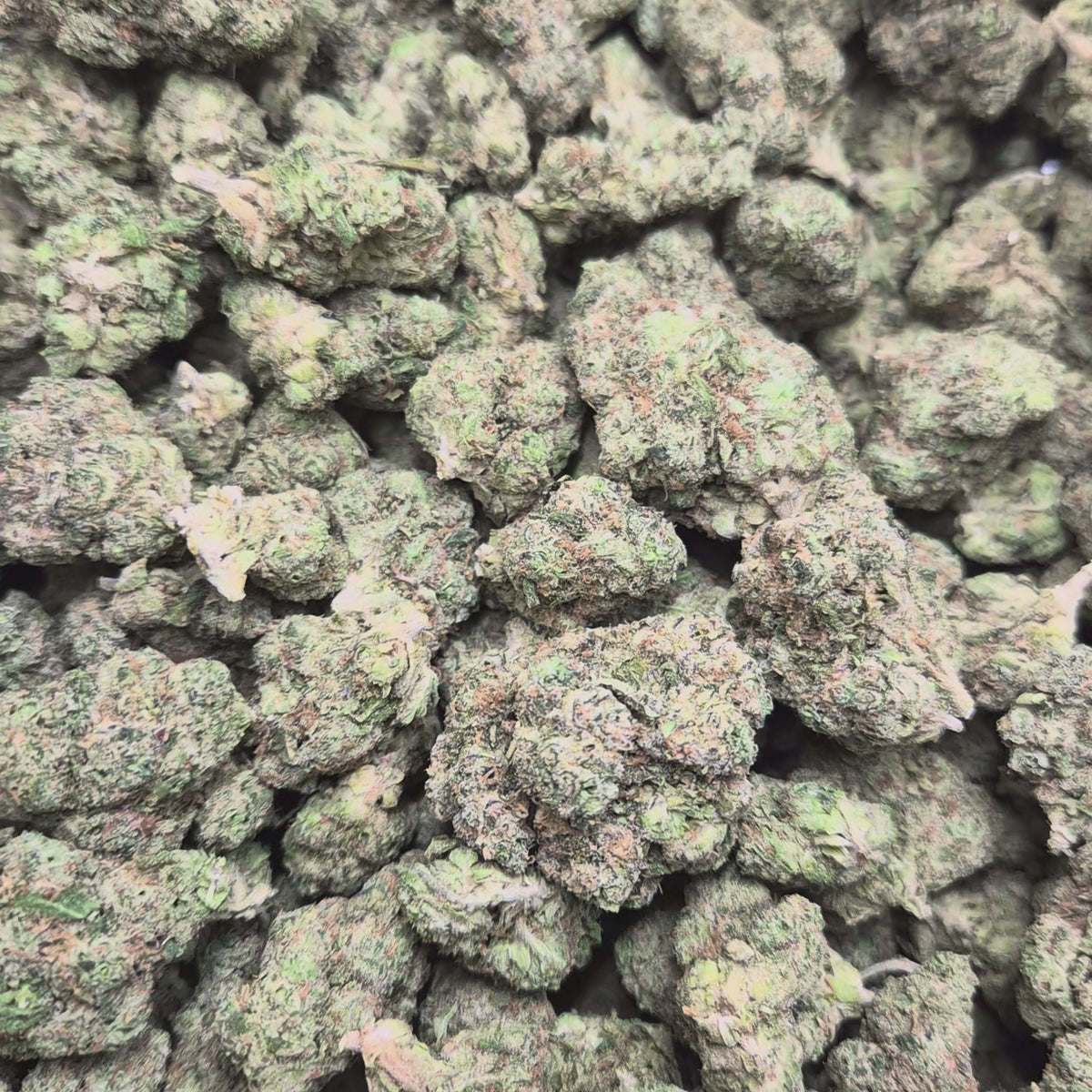Sour OG THCA Flower – Hybrid · Indoor Top Shelf | CaliGreenGold