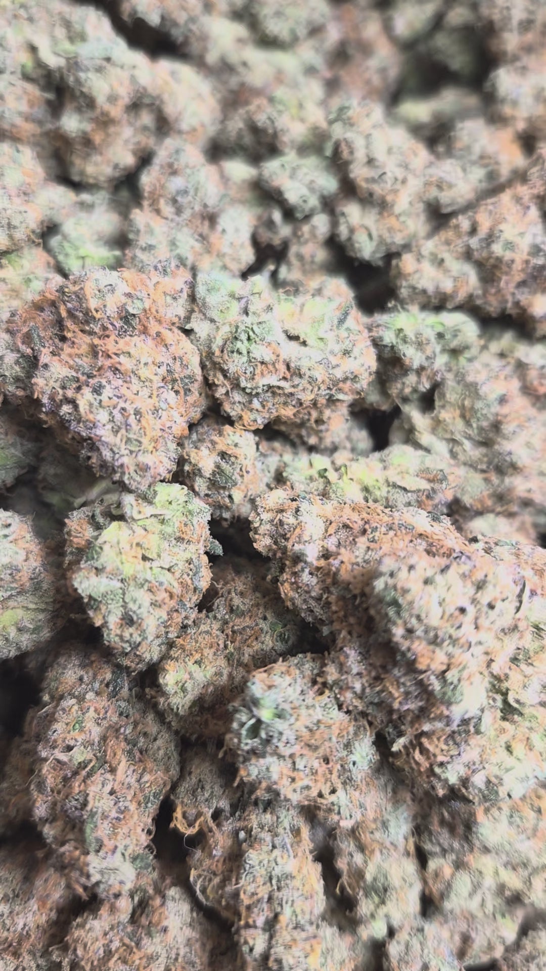 Ghost OG Exotic Indoor THCA Flower Indica