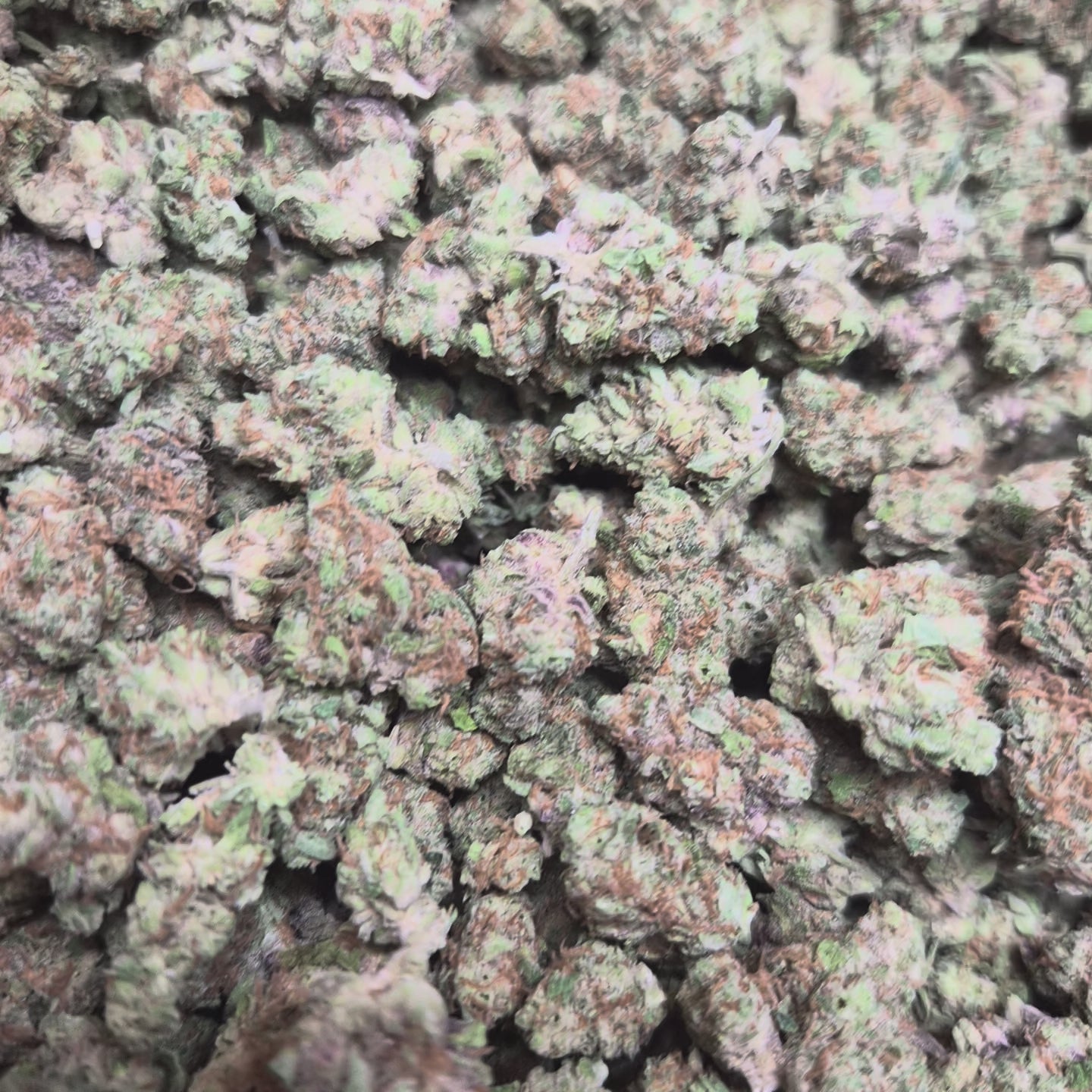 Garlic Juice THCA Flower – Indoor Indica | CaliGreenGold