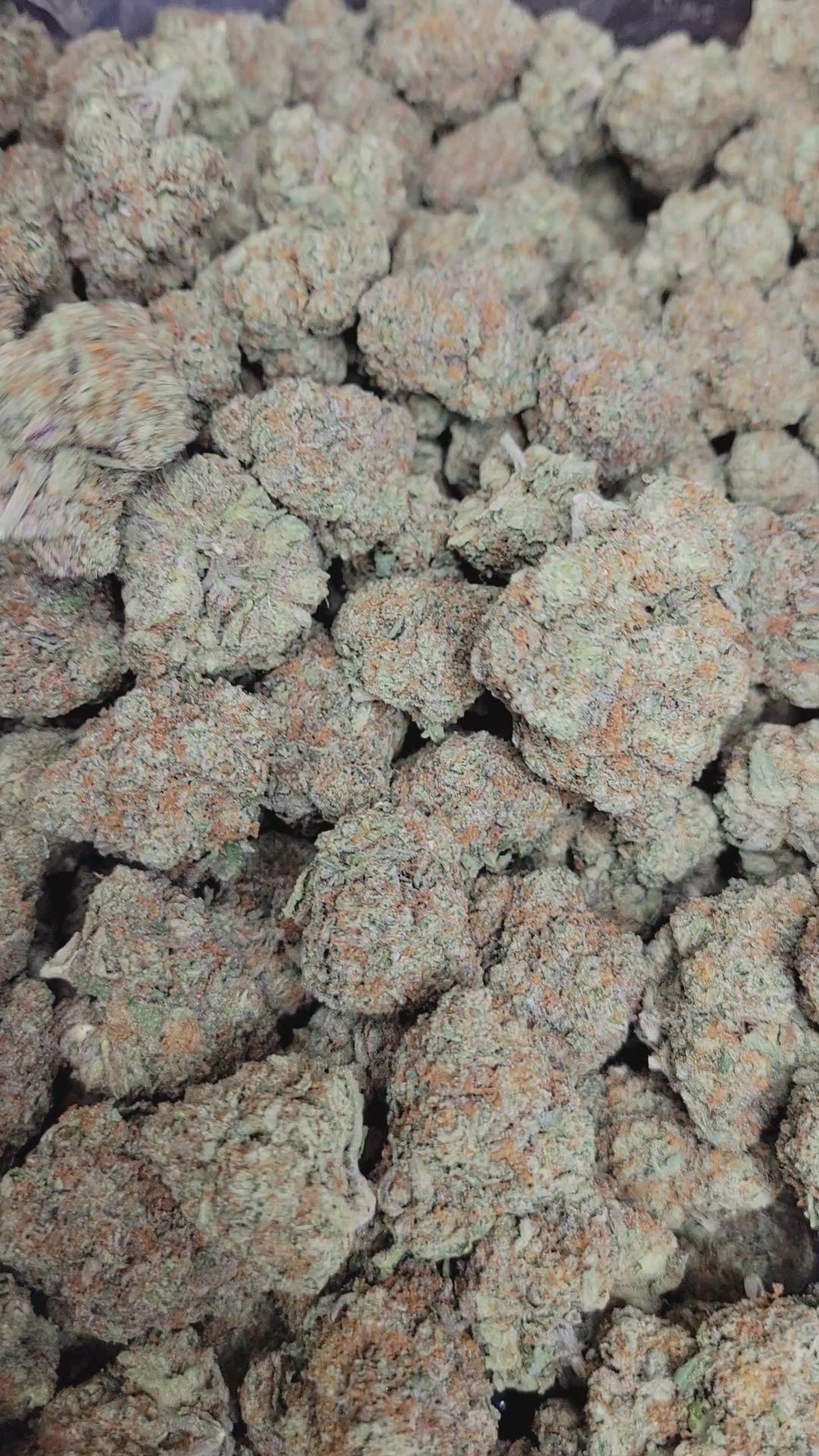 Creamsiclez High THCA Flower Hybrid