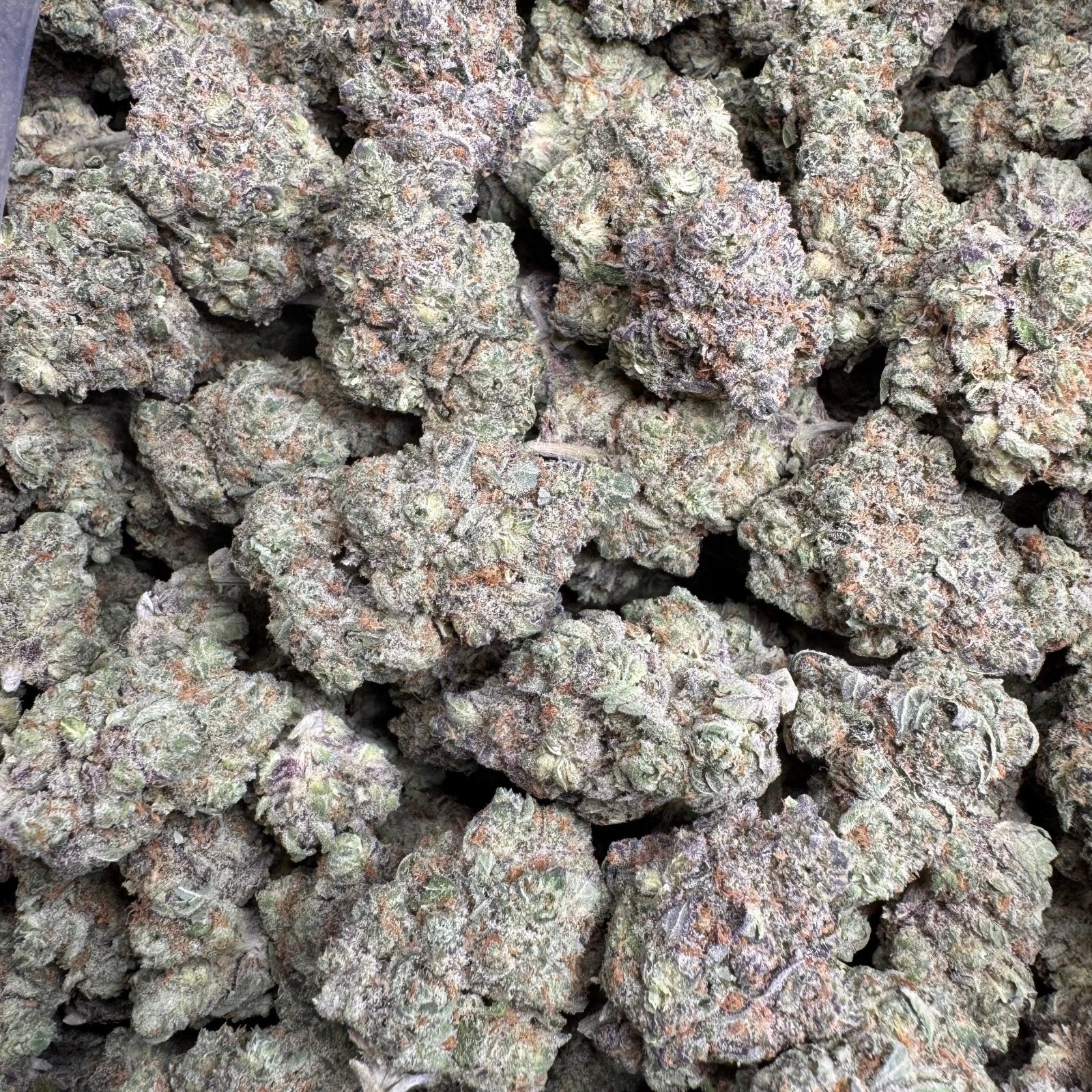 Punch Berry THCA Flower – Indoor Top Shelf Sativa | CaliGreenGold - CaliGreenGold