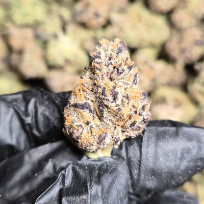 Purple Crack THCA Flower – Indoor Top Shelf Sativa | CaliGreenGold - CaliGreenGold