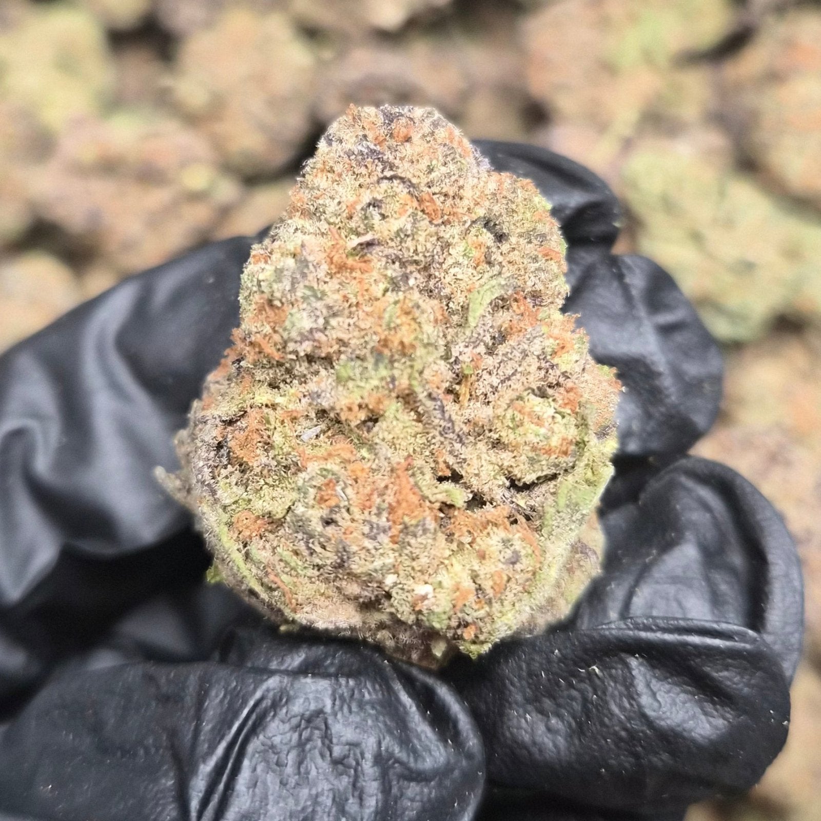 Purple Milk THCA Flower – Indoor Top Shelf Hybrid | CaliGreenGold - CaliGreenGold