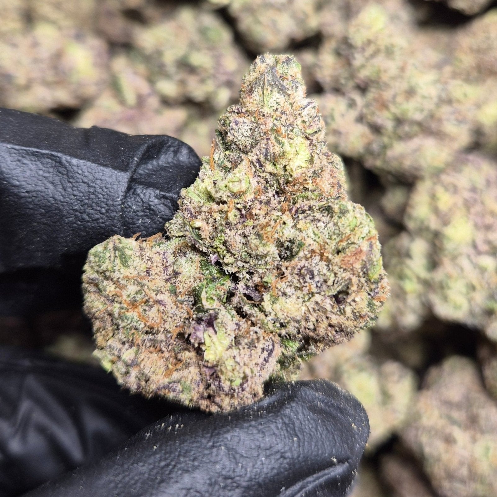 Rainbow Cotton Candy THCA Flower – Indoor Exotic Indica | CaliGreenGold - CaliGreenGold