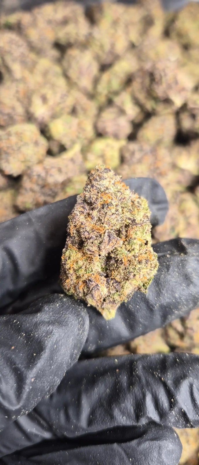 Rainbow Sherbert 11 Exotic Indoor THCA Flower Indica - CaliGreenGold